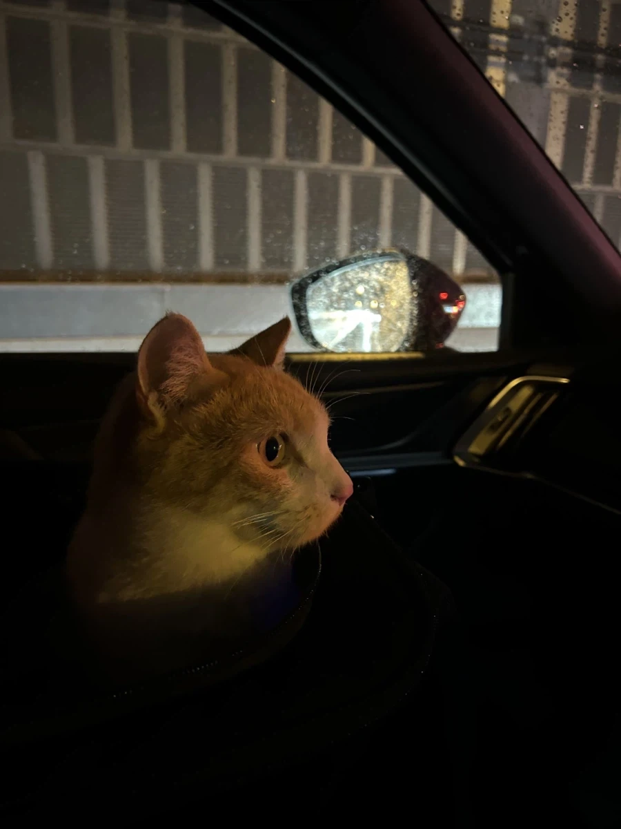 조수석에 타는 걸 좋아했던 고양이.CAT_2.webp