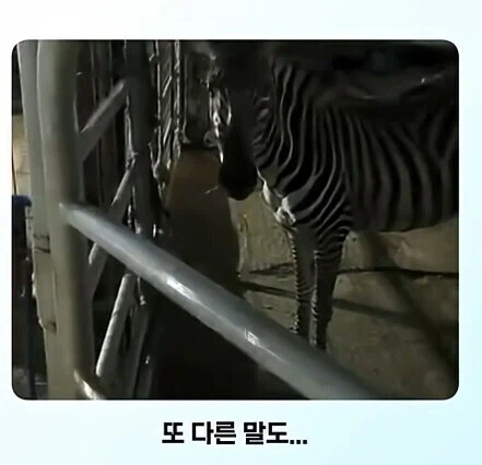 전신 문신충을 본 말의 반응_4.webp