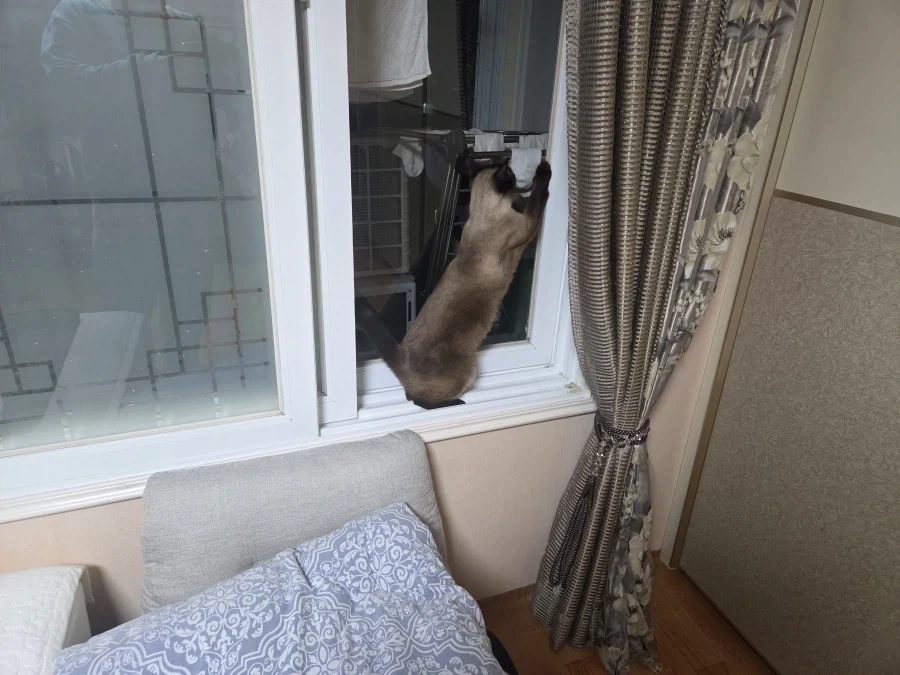 우리집 고양이는 가끔은 천재같고 보통은 빡대가리 같음_1.webp