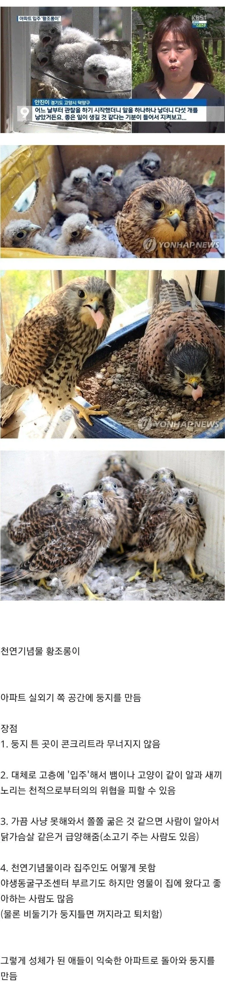 아파트 덕분에 번식률 증가했다는 맹금류.jpg_1.webp