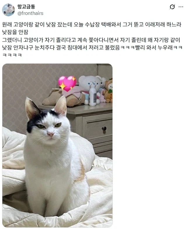 낮잠 재워달라고 화내는 고양이 .jpg_1.webp
