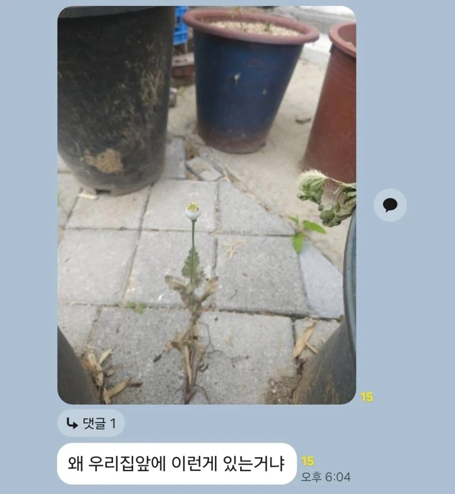 마당에서 꽃이 피었어요♡_1.webp