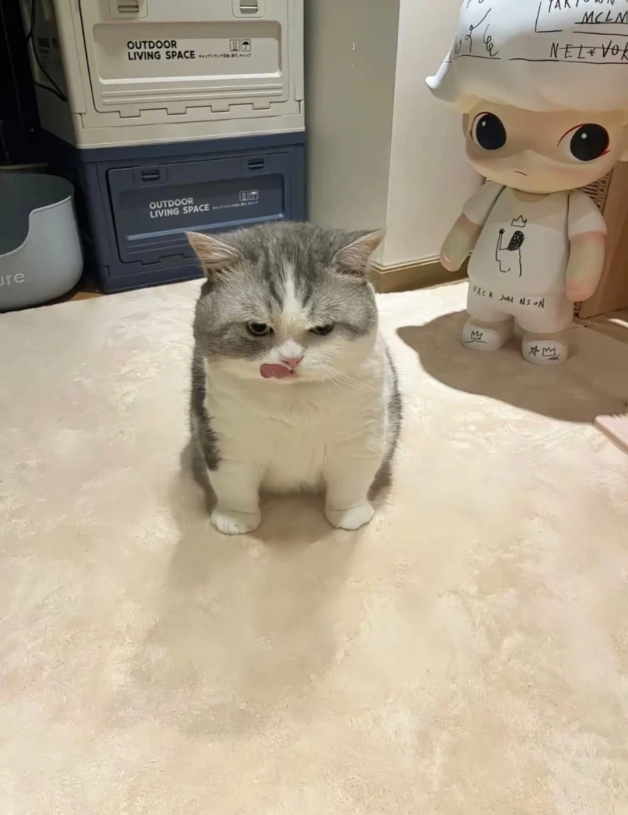 귀요미 냐옹이..._1.webp
