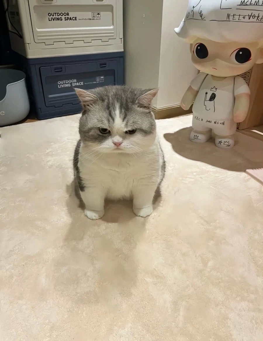 귀요미 냐옹이..._2.webp