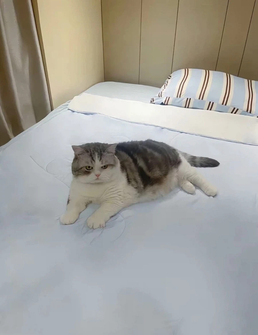 귀요미 냐옹이..._5.webp