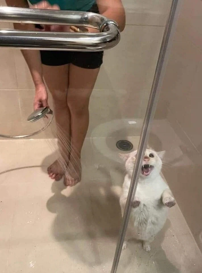 고양이 쉽게 목욕시키는 방법_1.webp