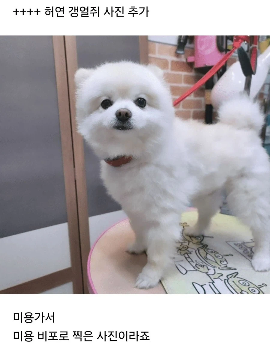 직장에 강아지 데려가면 안되는 이유.jpg_2.webp