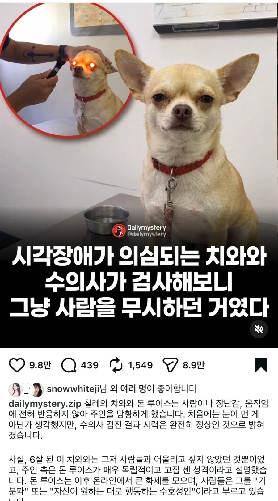 시각장애가 의심되는 치와와 수의사가 검사해보니..._1.webp