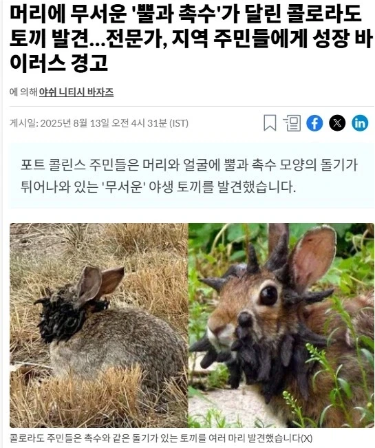 흉조의 토끼.JPG_1.webp