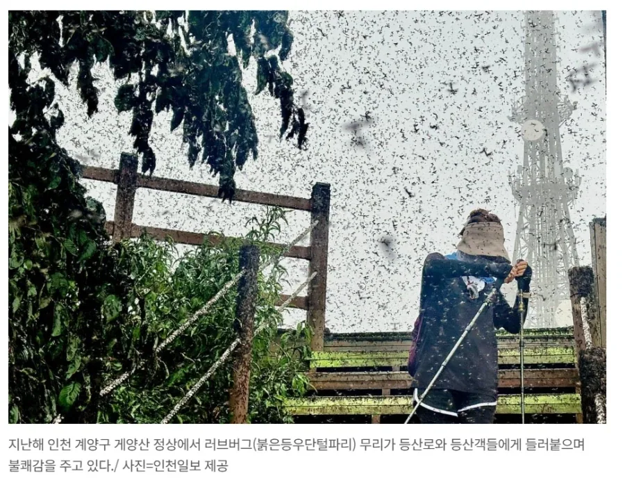 러브버그가 해충인 이유 ㅎㅎㅎ_1.webp
