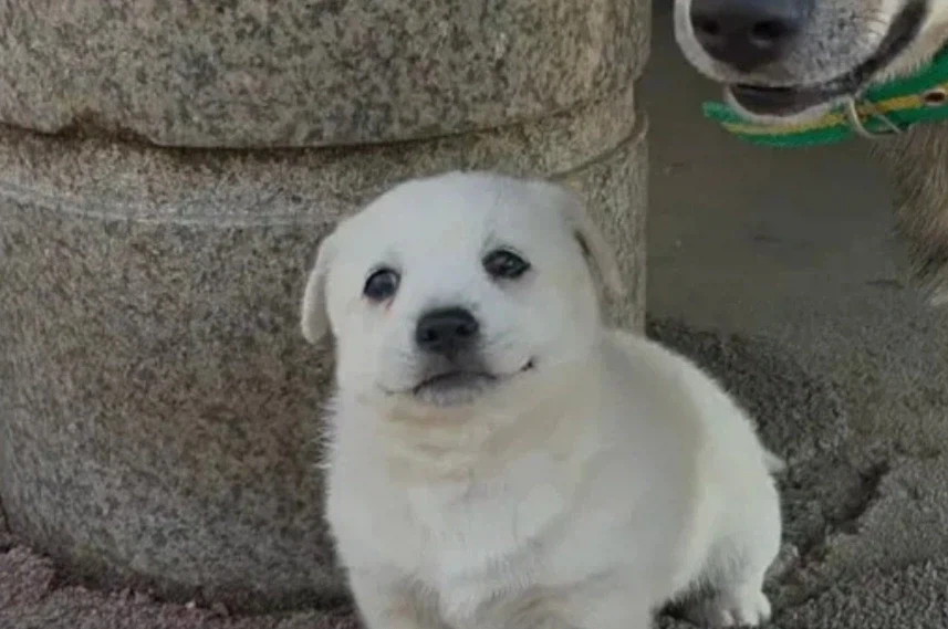 시골 똥개 특_1.webp