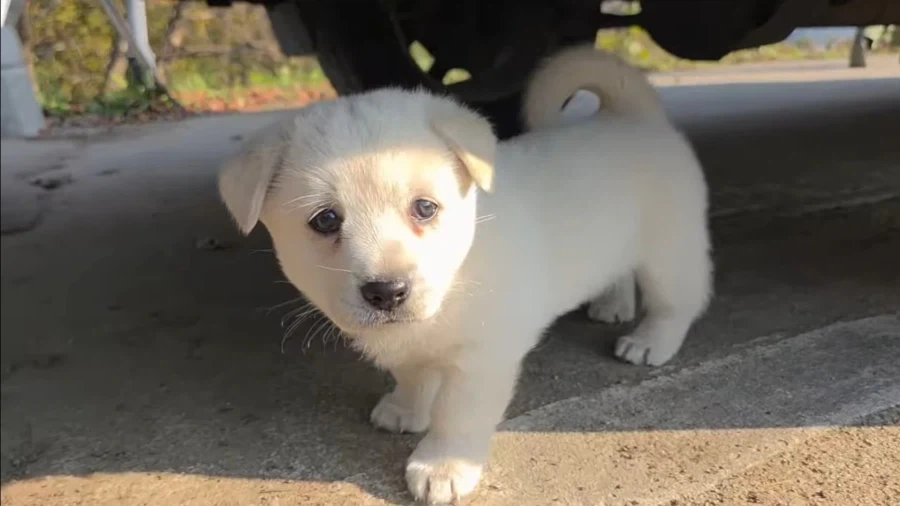 시골 똥개 특_2.webp