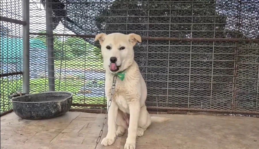 시골 똥개 특_3.webp