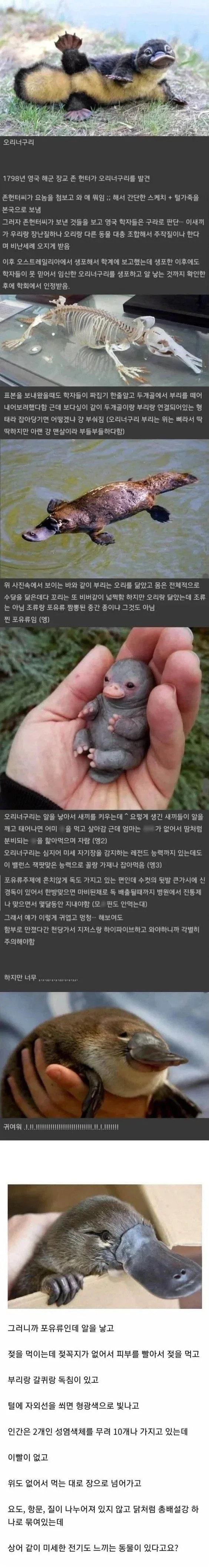 실존하는데도 처음엔 아무도 안 믿었던 동물_1.webp