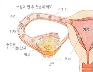 정자난자미팅룸은 자궁이 아니라 나팔관이래_1.webp