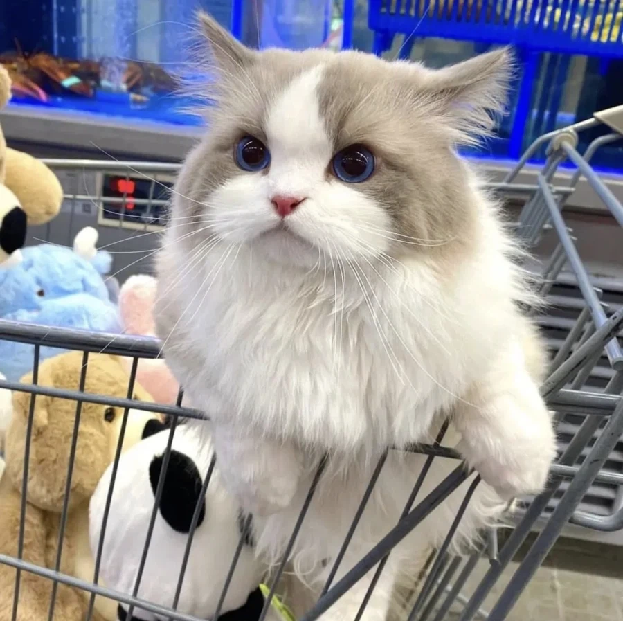 집사랑 마트에 온 고양이...._1.webp