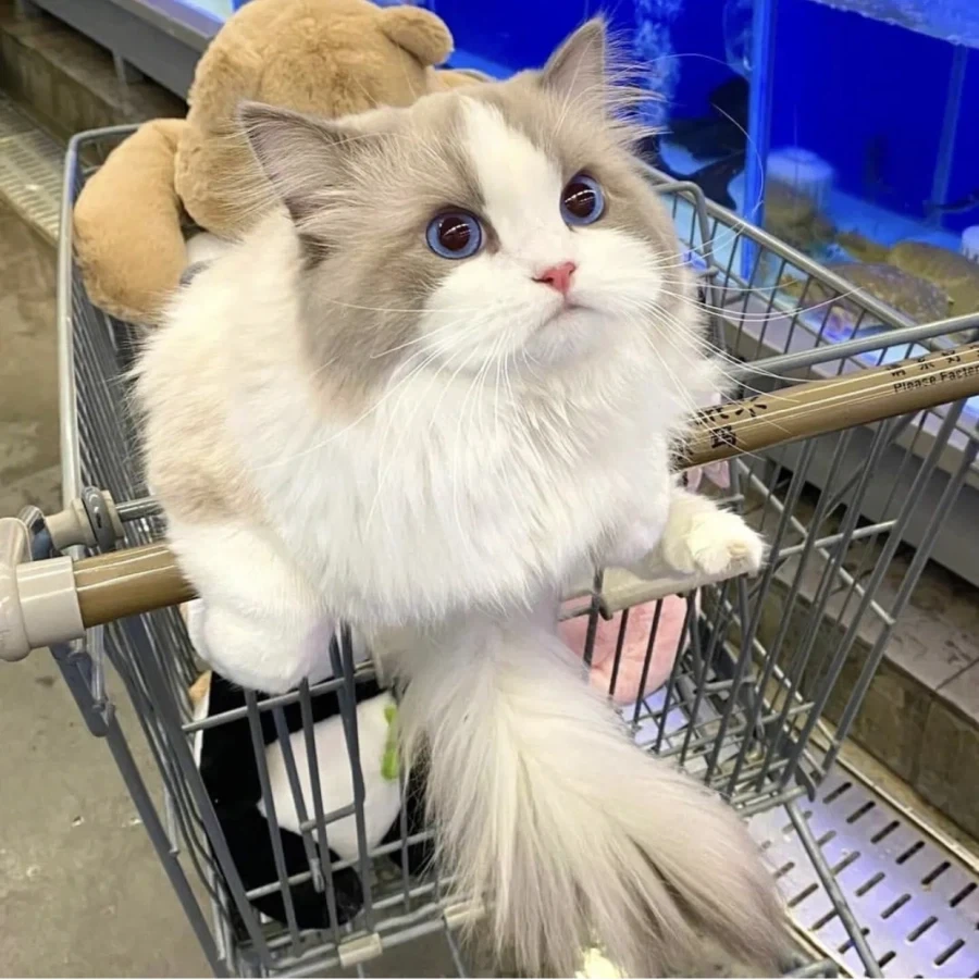 집사랑 마트에 온 고양이...._2.webp