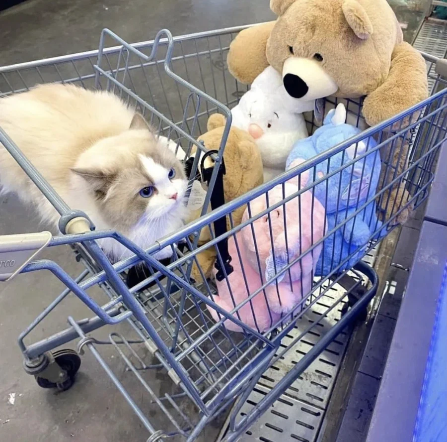 집사랑 마트에 온 고양이...._3.webp