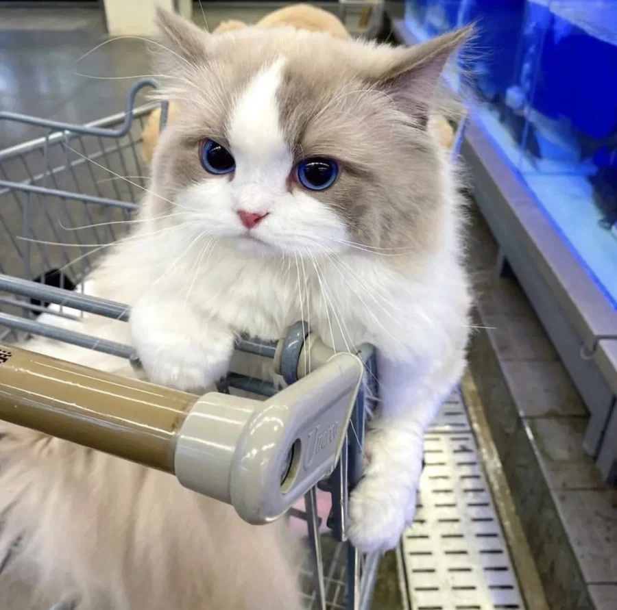 집사랑 마트에 온 고양이...._4.webp