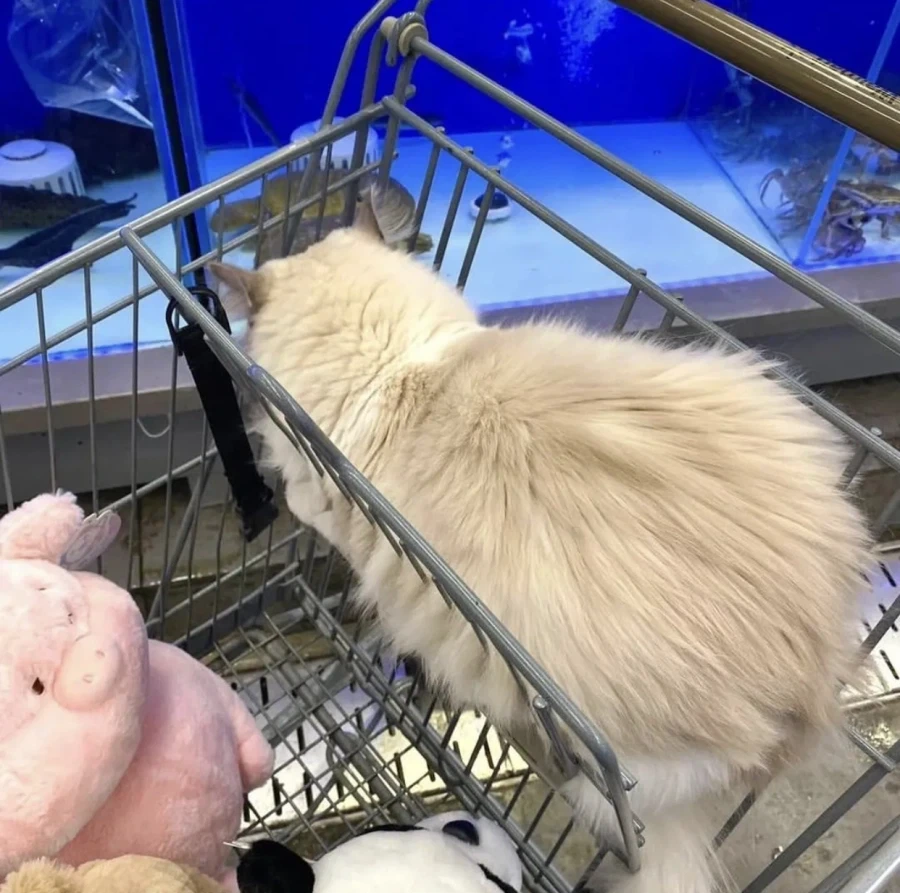 집사랑 마트에 온 고양이...._6.webp
