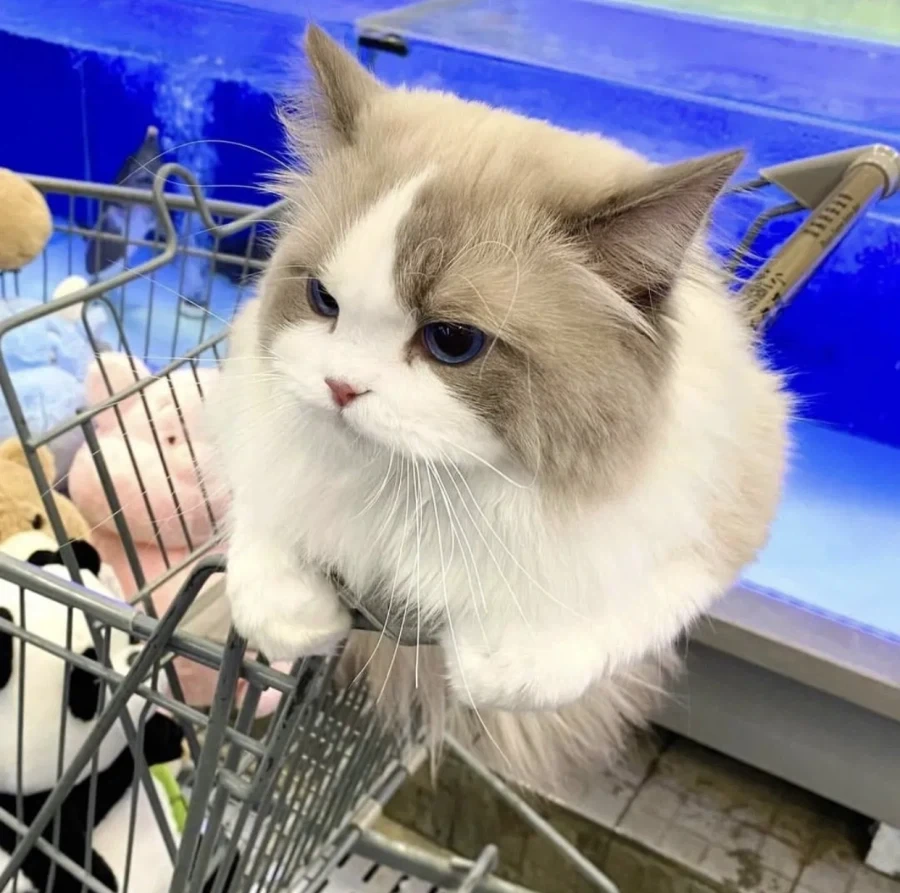집사랑 마트에 온 고양이...._7.webp