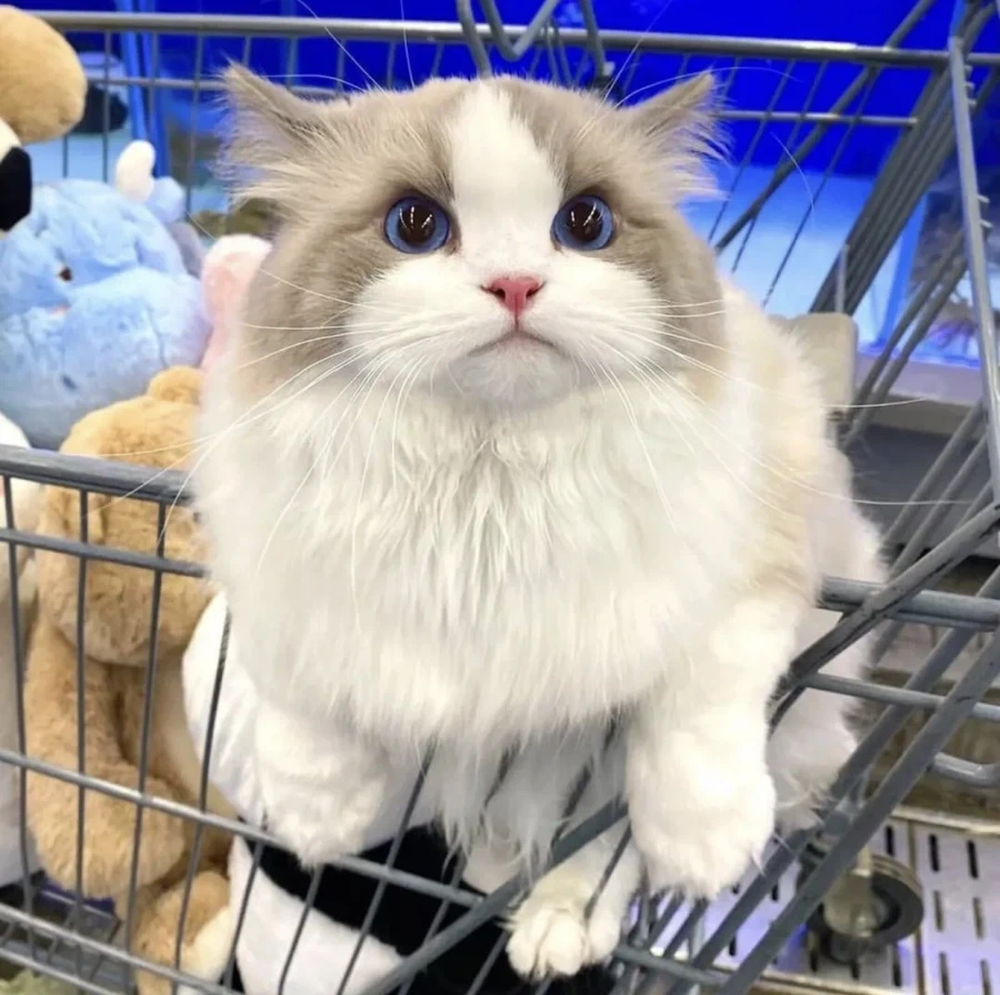 집사랑 마트에 온 고양이...._8.webp