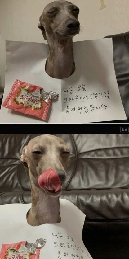 갠적으로 댕냥이들이 제일 귀엽다고 생각되는 순간_1.webp