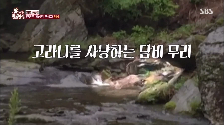 담비 2마리 VS 고라니 1마리의 승부 결과.jpg_2.webp