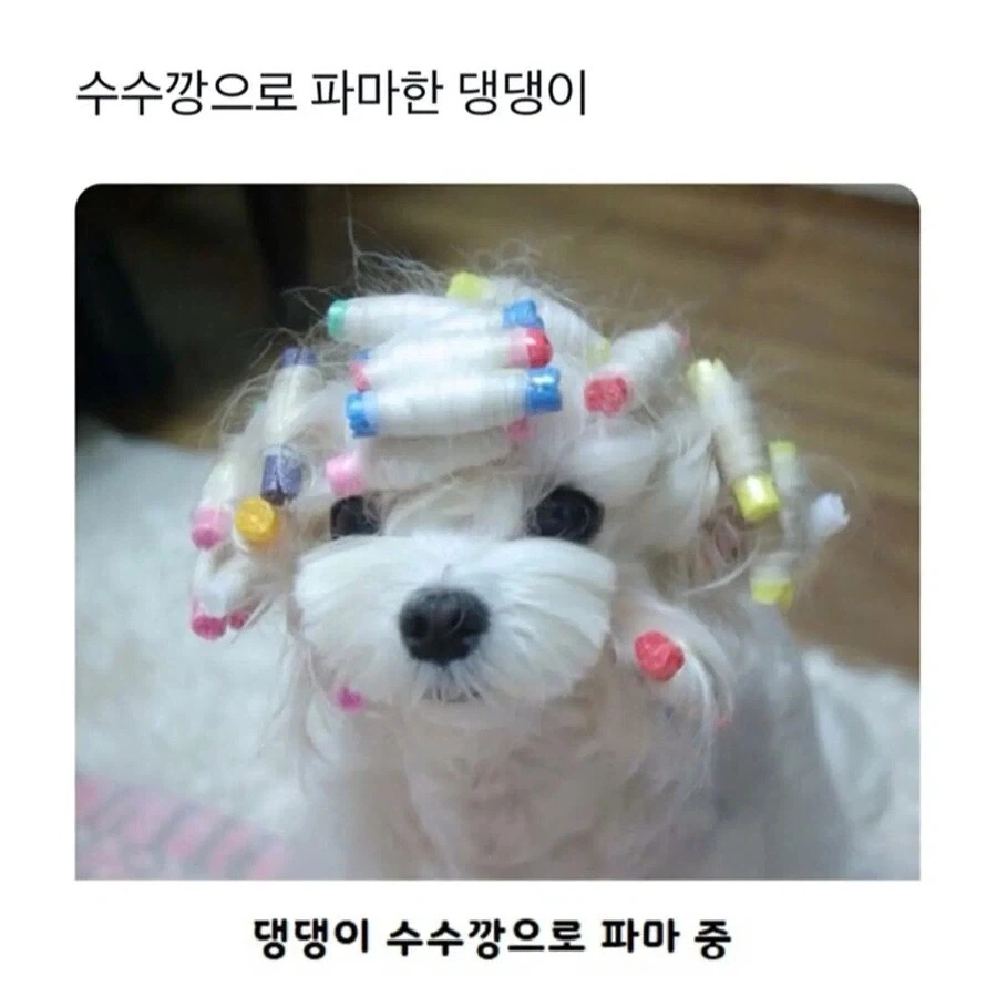 웨이브펌 잘 나온 강아지_1.webp