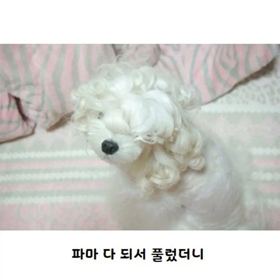 웨이브펌 잘 나온 강아지_2.webp