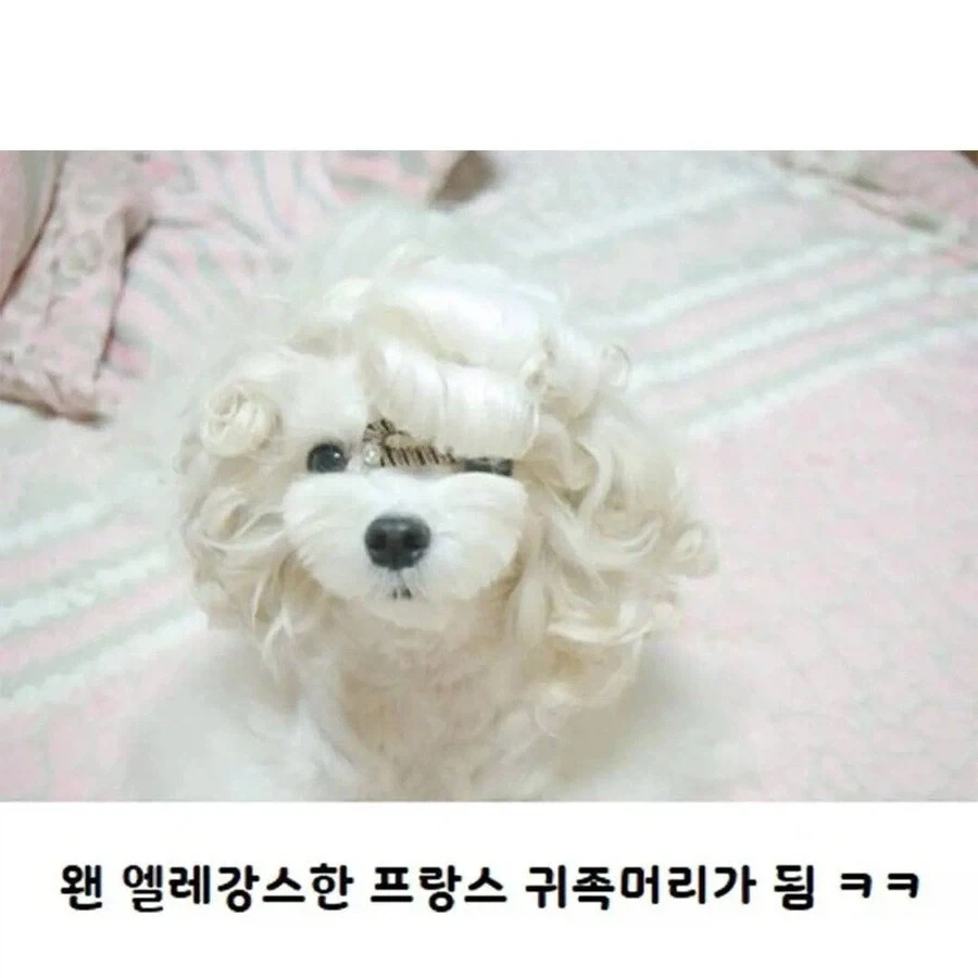 웨이브펌 잘 나온 강아지_3.webp