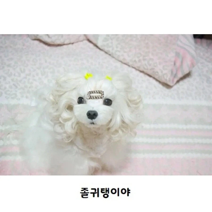 웨이브펌 잘 나온 강아지_5.webp