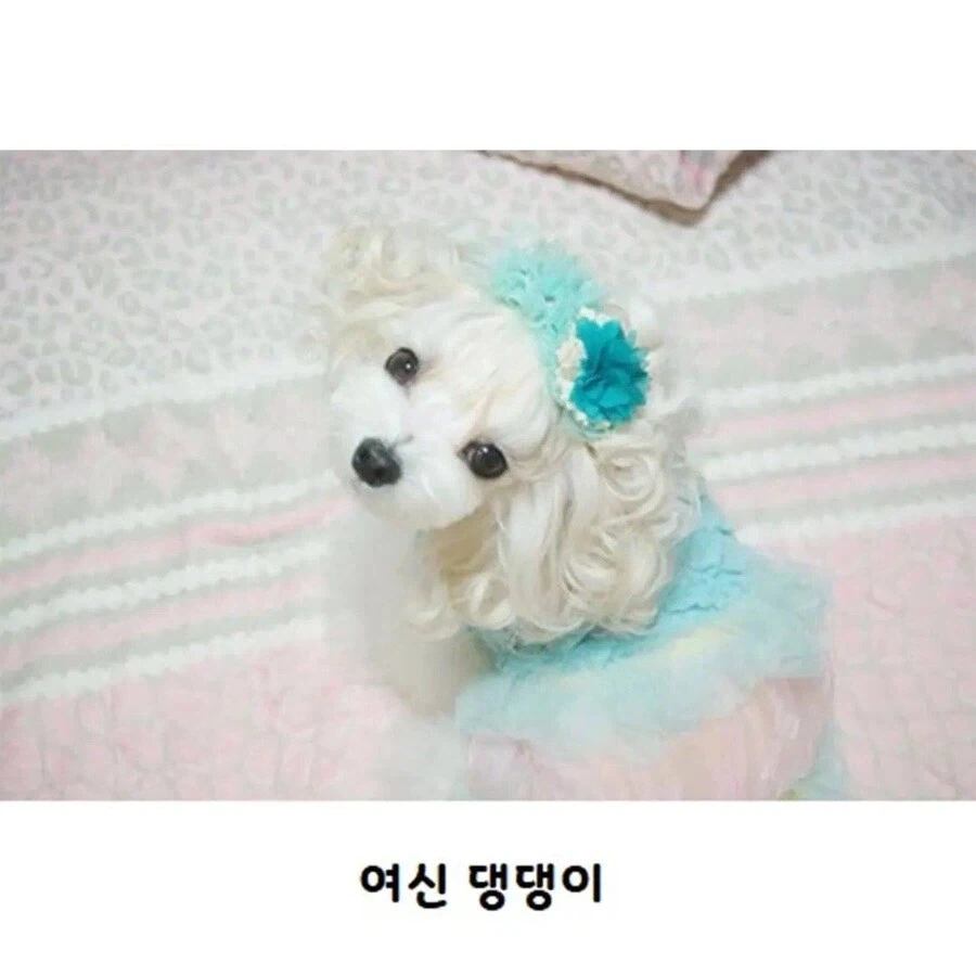 웨이브펌 잘 나온 강아지_6.webp