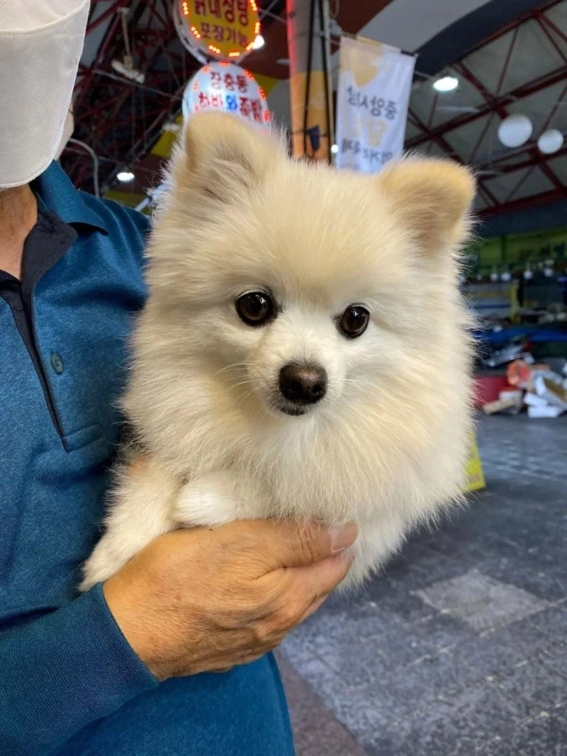술 먹는데 모르는 아저씨가 강아지 보여주고감.jpg_2.webp