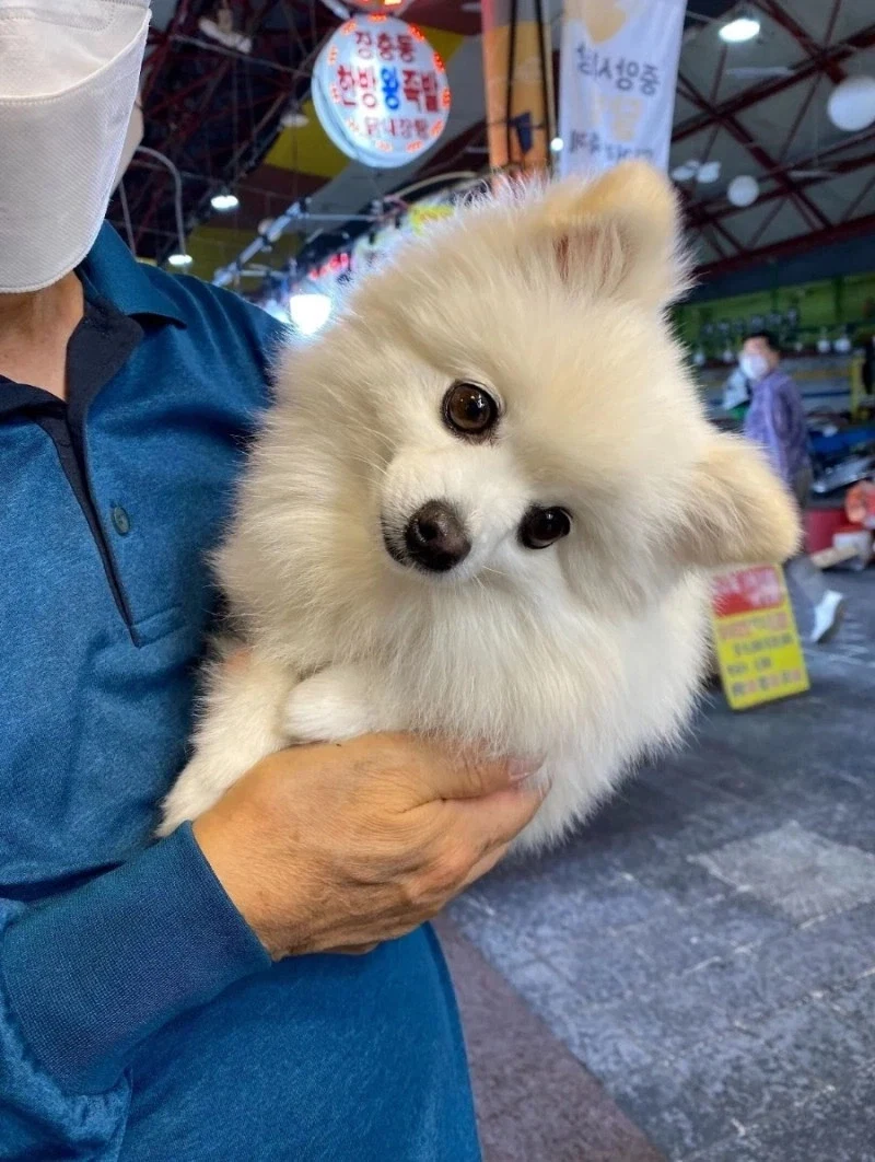 술 먹는데 모르는 아저씨가 강아지 보여주고감.jpg_3.webp