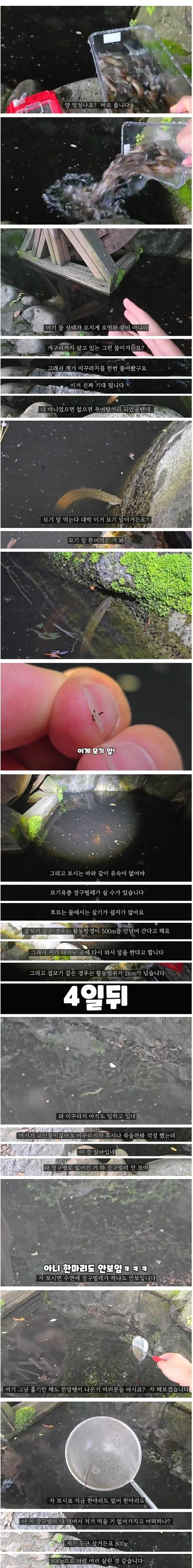 모기 수천만 마리가 태어나는 서식지에 미꾸라지 풀었습니다_1.webp