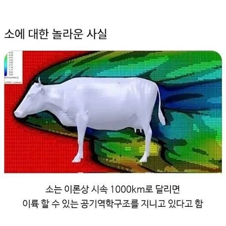소에 대한 놀라운 사실_1.webp