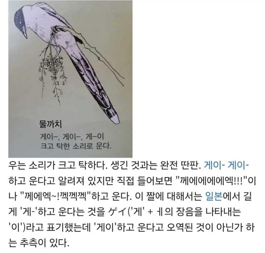 의외로 게이-게이 하고 우는 까치_1.webp