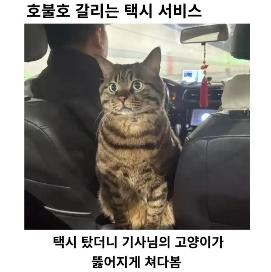 호불호 갈리는 택시 서비스_1.webp