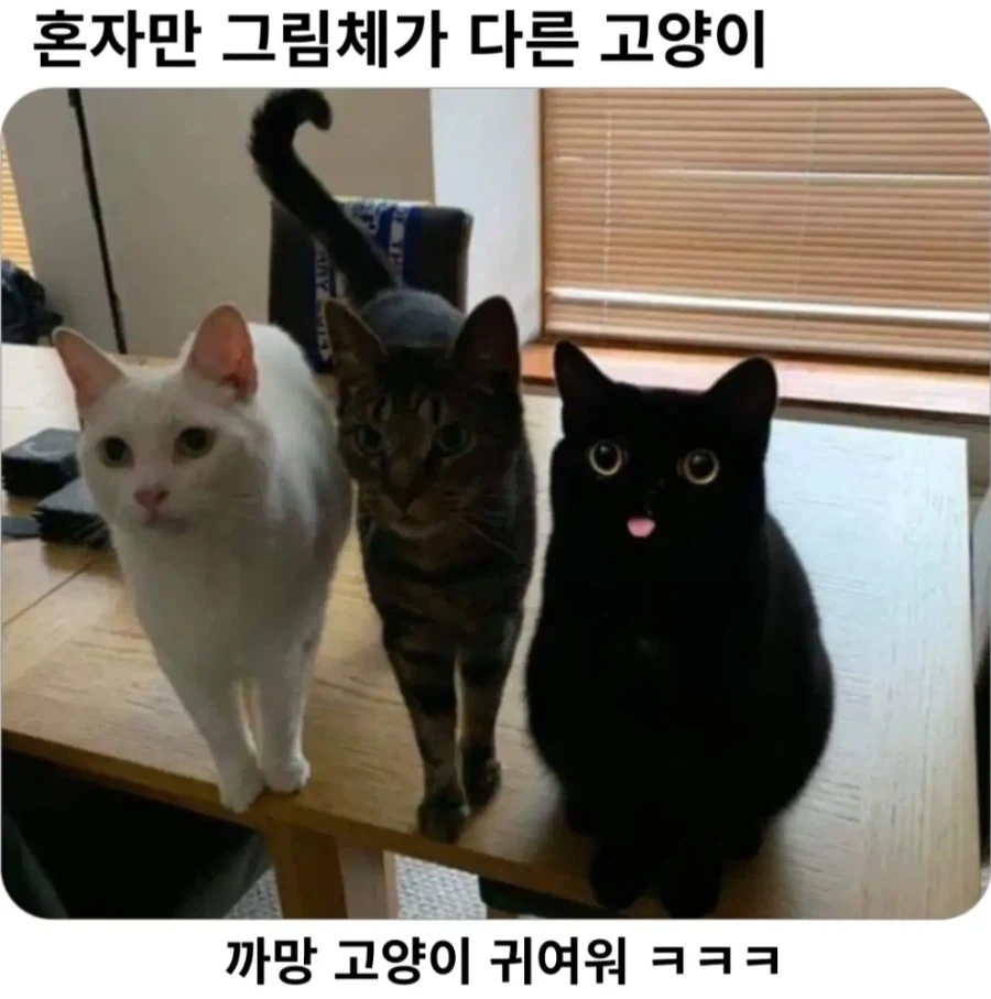 혼자만 그림체가 다른 고양이_1.webp