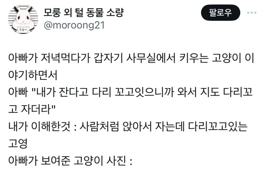 고양이 나무_1.webp