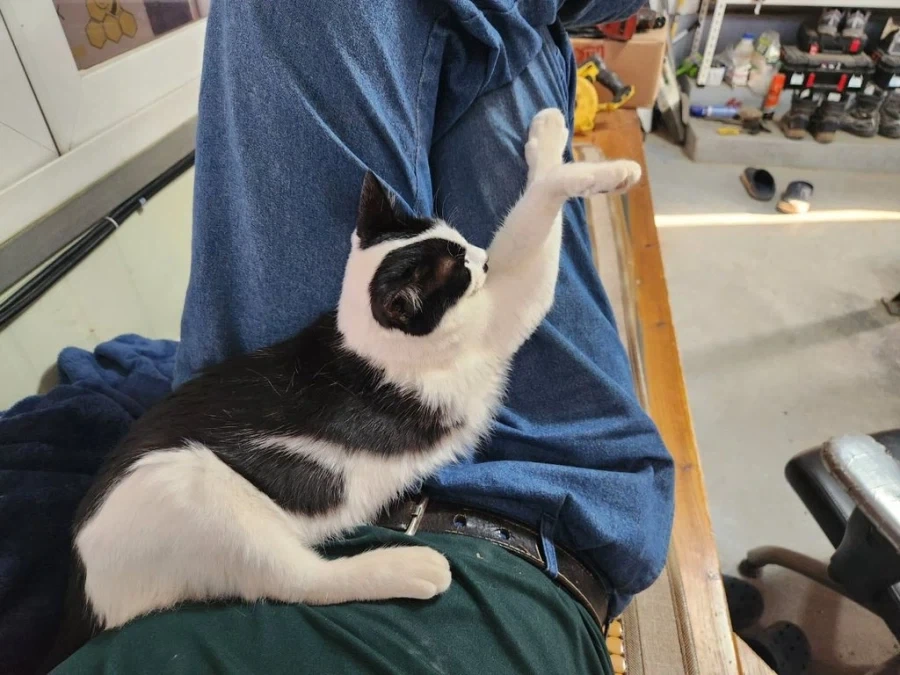 고양이 나무_2.webp