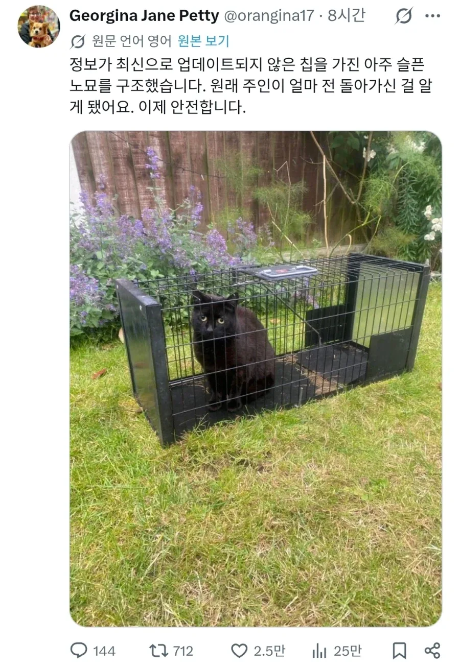 서글픈 표정을 한 고양이를 잡았다.jpg_1.webp