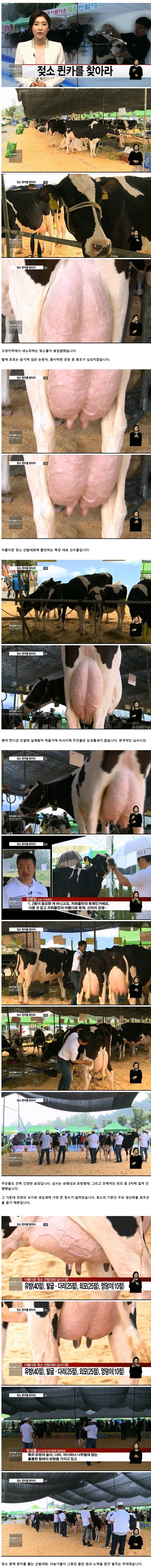 젖소 퀸카를 찾아라_1.webp
