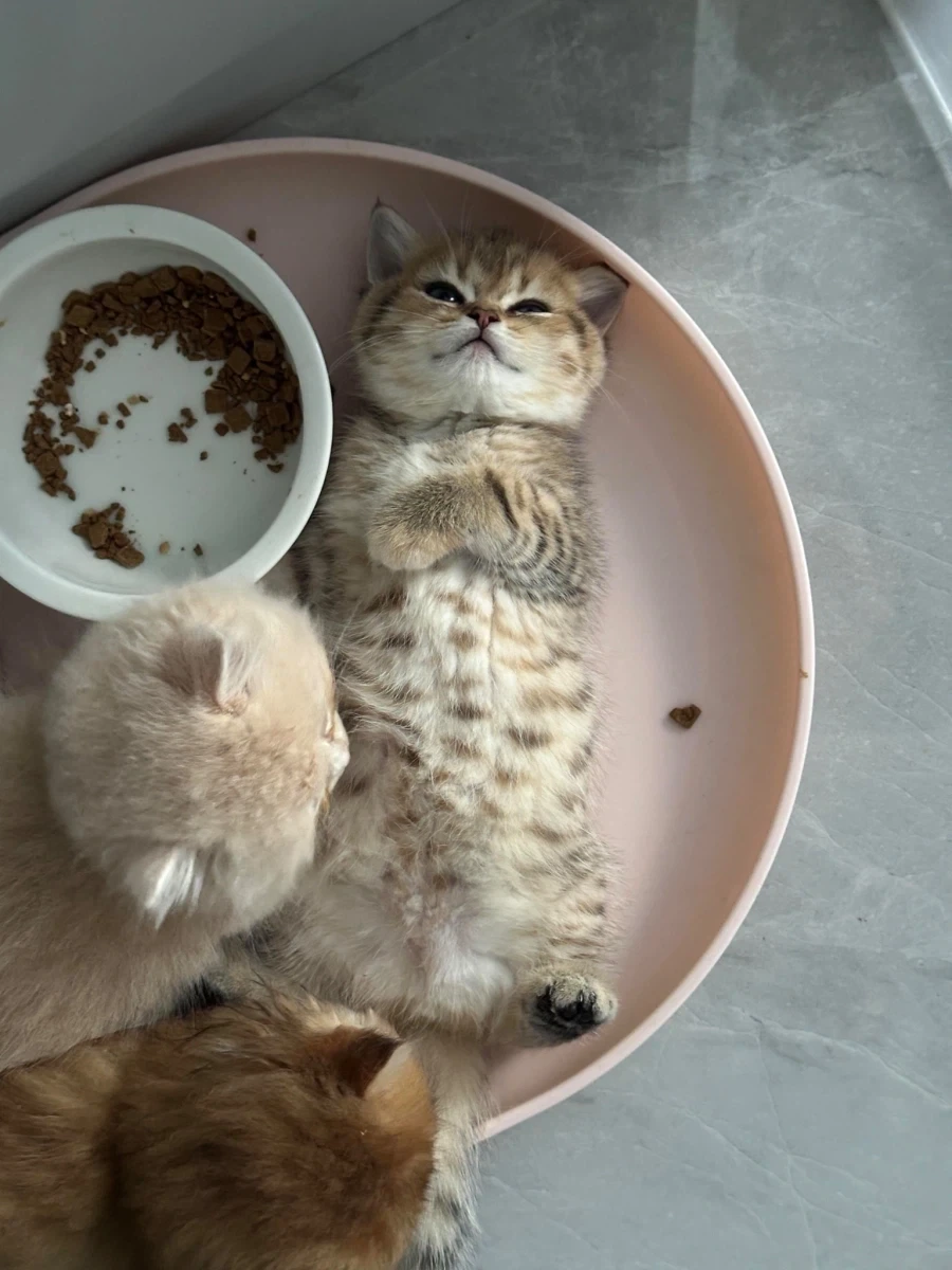 고양이: 난 다 먹었다! _1.webp