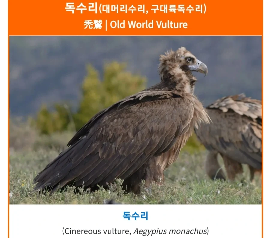 한화 야구단에 탈모 선수가 많은 이유_1.webp
