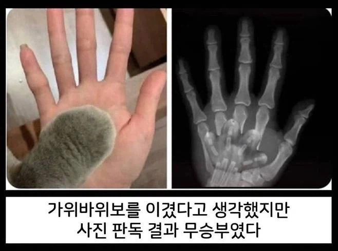 고양이 앞발의 비밀_1.webp