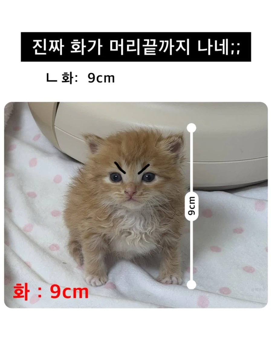 화가 머리 끝까지 났네!_1.webp