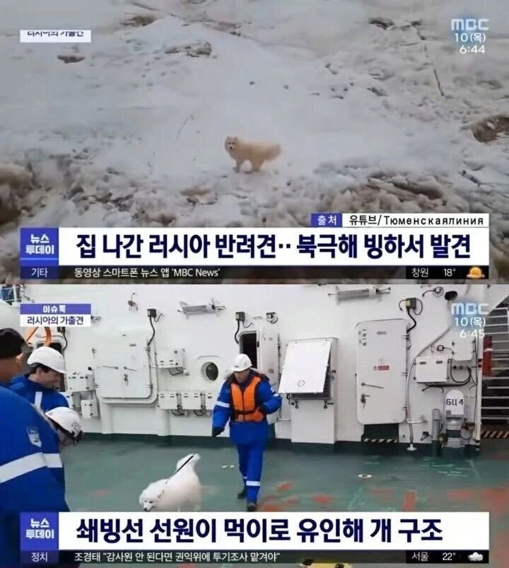 북극 빙하에서 발견된 강아지_1.webp