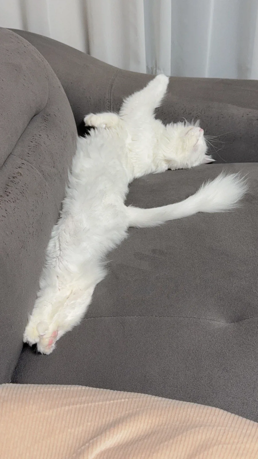 우리집 고양이 자는모습 보고 갈래?_1.webp